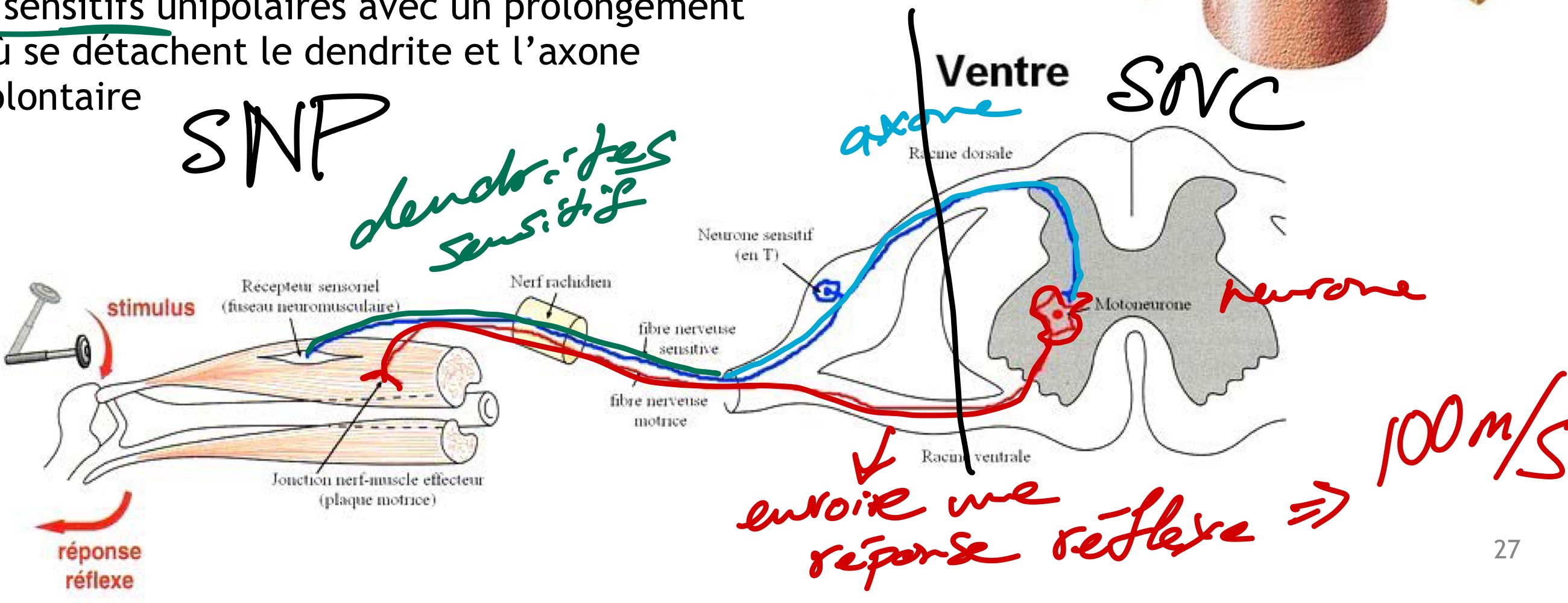 <p>Neurones sensitifs unipolaires avec un prolongement unique d’où se détachent le dendrite et l’axone</p><p>➔ SN involontaire</p>