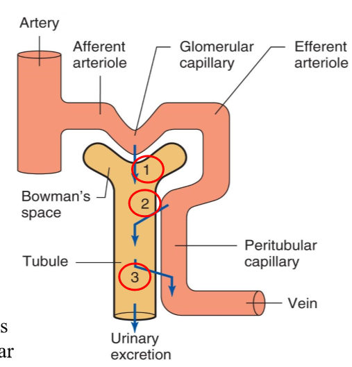 <p>Selective movement of nonfiltered substances from the peritubular capillaries into the tubular lumen (2)</p>