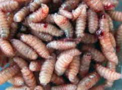 <p>what bug family is this</p>