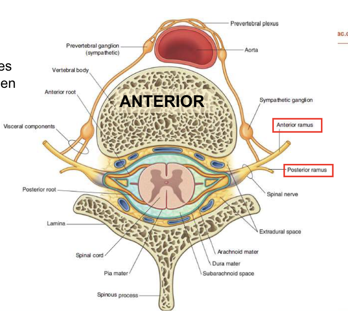 <p>into 2 Major Branches:</p><ol><li><p>an ANTEIOR RAMUS (much larger)</p></li><li><p>a POSTERIOR RAMUS (smaller)</p></li></ol><p></p>