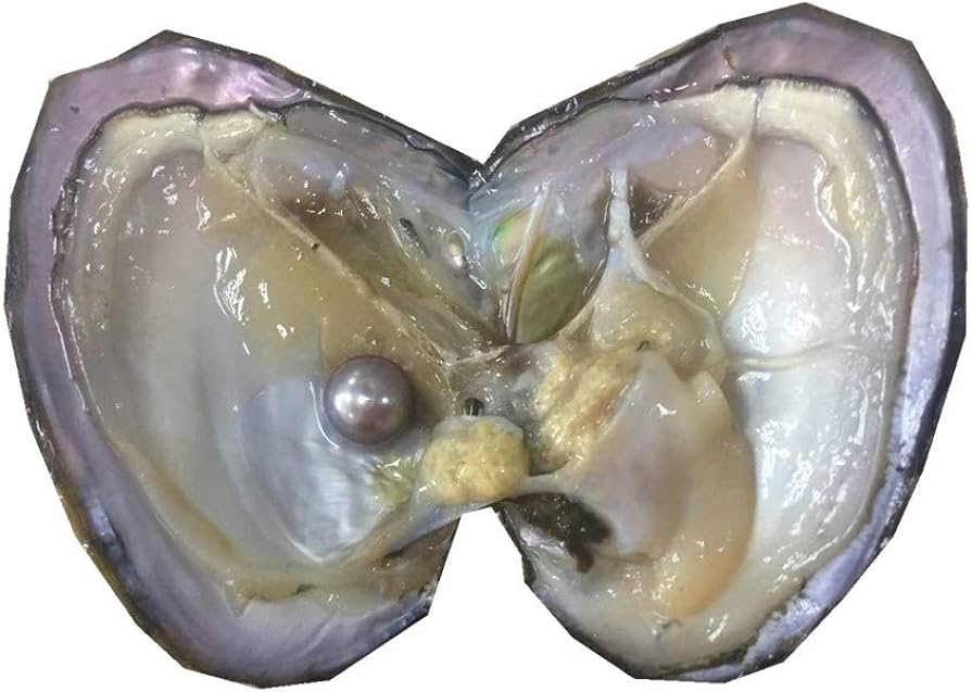 <p>Pinctada (Pearl Oyster)</p>