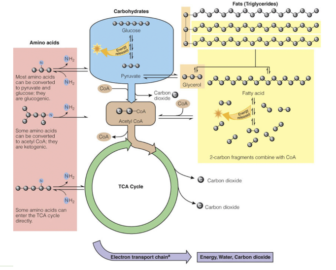 <p><span><strong>Glucose Breakdown: (green and brown)</strong></span></p><ul><li><p><span>Acetyl CoA enters the TCA Cycle, which ultimately makes energy along with the Electron Transport Chain.</span></p></li></ul><p><span><strong>Fat Breakdown: (yellow)</strong></span></p><ul><li><p><span>Triglycerides become:</span></p><ul><li><p><span>3 Fatty Acids (many carbons-long chains) &amp;</span></p></li><li><p><span>Glycerol “backbone”&nbsp;</span></p></li></ul></li><li><p><span>Acetyl CoA (2 carbon units) break off from Fatty Acids to yield energy</span></p></li><li><p><span>Glycerol is left to become (a little) new glucose OR yield more energy</span></p></li></ul><p><span><strong>Protein Breakdown:(pink)&nbsp;</strong></span></p><ul><li><p><span>Deamination (loss of the amino (NH2 group)</span></p></li><li><p><span>Most amino acids can be converted to pyruvate &amp; glucose 🡪 glucogenic</span></p></li><li><p><span>Some converted to acetyl CoA 🡪 ketogenic</span></p></li><li><p><span>Some enter TCA cycle directly</span></p></li></ul><p></p>