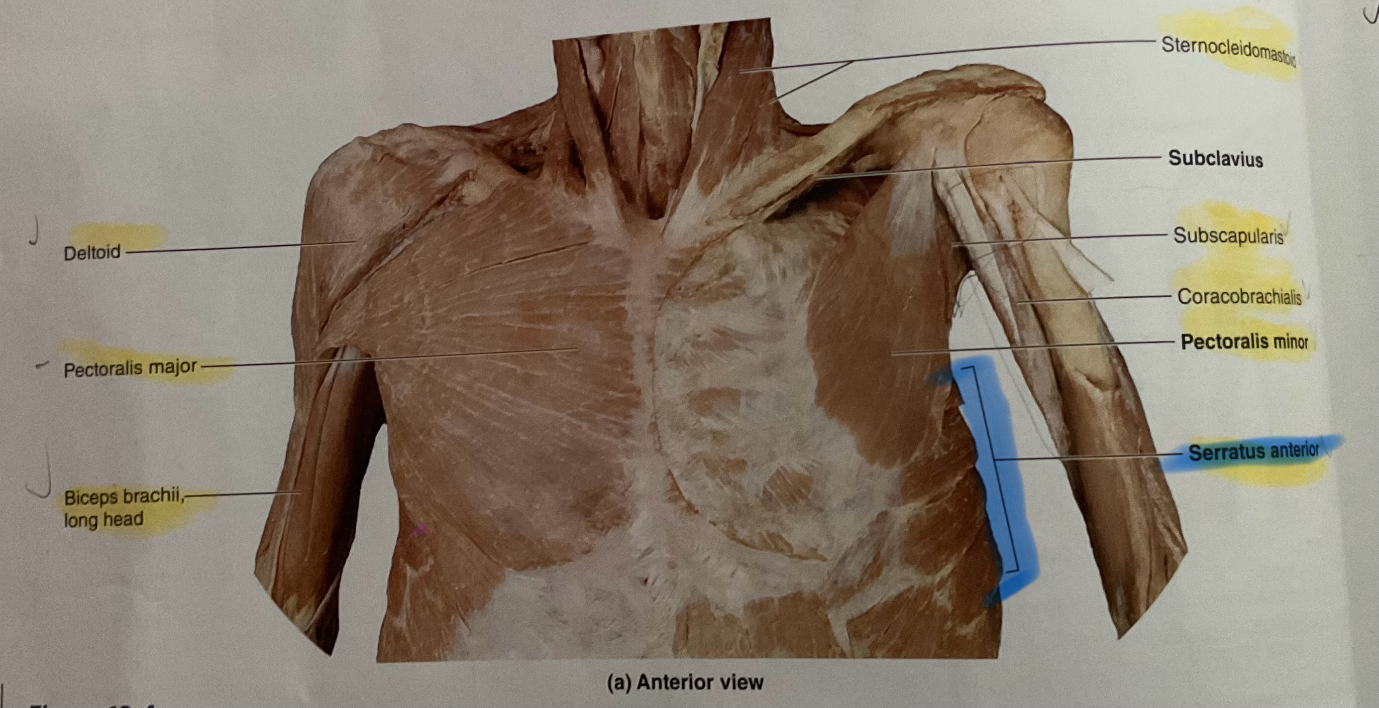 <p>Action: Abduct, protract scapulaOr</p>