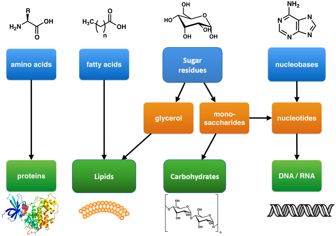 <p>monosaccharides (simple sugar) = carbohydrate</p><p>amino acids = protein</p><p>glycerol/fatty acids = lipids</p><p>nucleotides - nucleic acid</p>