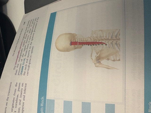 <p>Semispinalis Capitis </p>