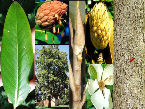 Family: Magnoliaceae

Common name: Southern magnolia

Leaf persistence: deciduous

Bark: thin, gray to tan in color

Leaves: simple, alternate, elliptic-oblong, entire (margin), glabrous, rusty pubescence (sometimes).

Diaphragm pith.

Flower: Big white flower

Fruit: aggregate of follicles with red seeds.

Tolerates shade and is slow growing.