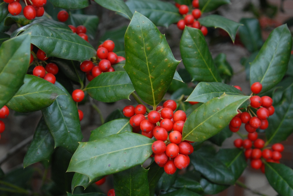 Dwarf Burford Holly