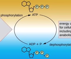 <p>A high-energy molecule used to drive anabolic pathways.</p>
