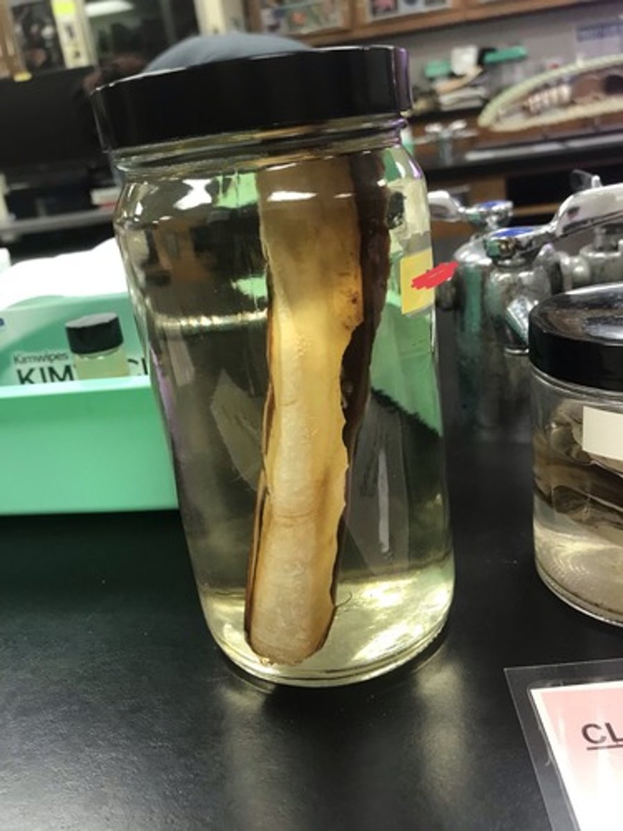 <p>For the following specimen(s), give the entire taxonomy and the name of the specimen(s)</p>