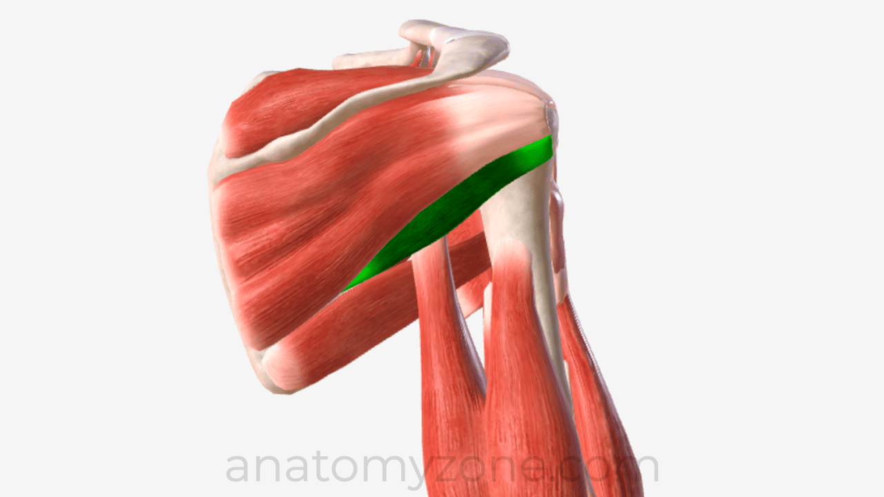 <ol><li><p>identify this muscle,</p></li></ol><p>2. its origin(s),</p><p>3. its insertion(s),</p><ol start="4"><li><p>action(s)</p></li></ol><p></p>