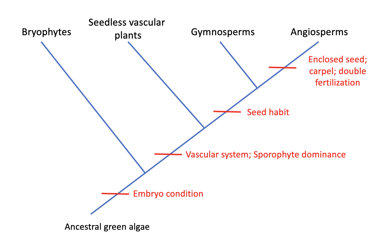<p>On a tree, they branch off first (before vascular system, seed and enclosed seed evolved)</p><ul><li><p>have stomata, multicellular embryo</p></li></ul><p></p><p>3 groups of bryophytes:</p><ul><li><p>liverworts</p></li><li><p>mosses (stomata + sporophyte stays around longer)</p></li><li><p>hornworms (stomata)</p></li></ul><p></p><p>Stomata = pores as adaptation to restrict water loss + allow CO2 uptake in a large, flat light-harvesting leaf.</p>