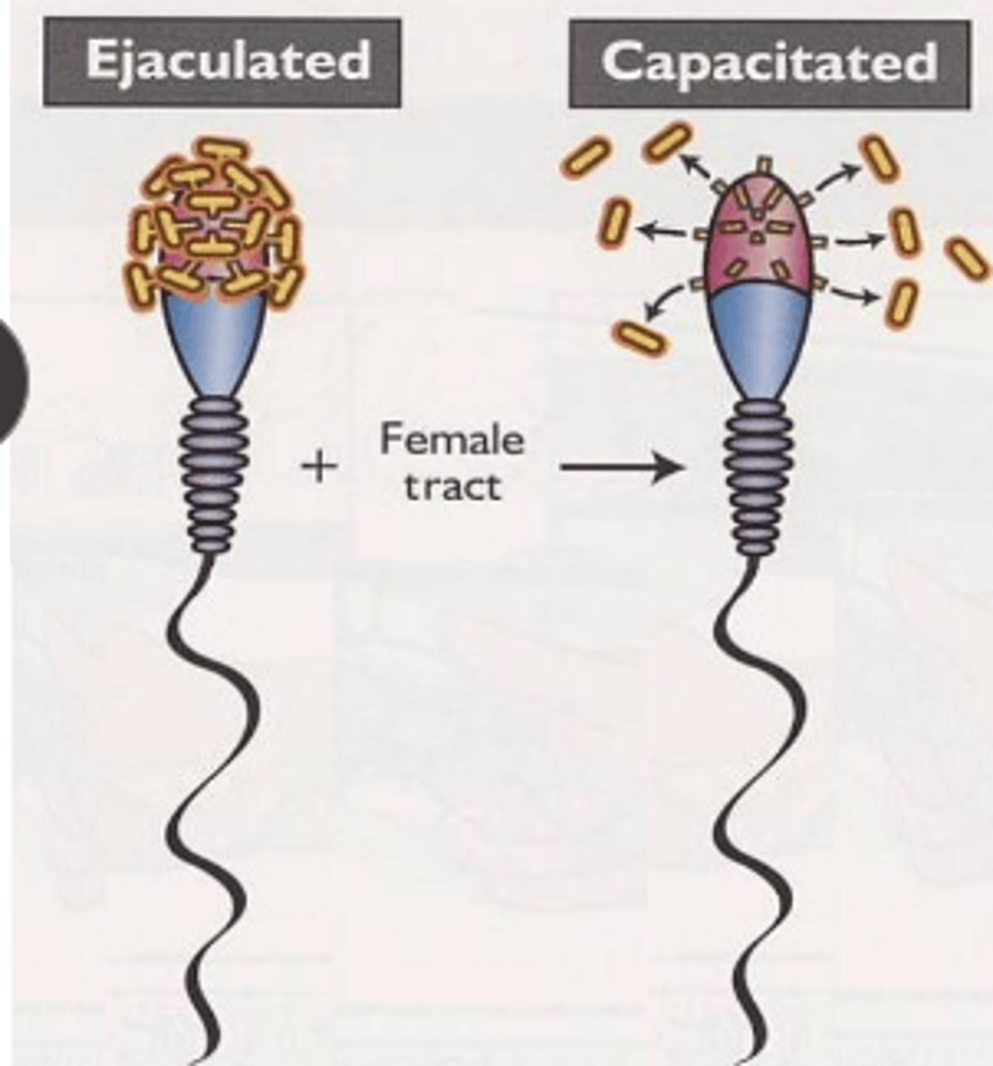 <p>remove surface molecule on sperm head to bind to egg and increase motility</p>