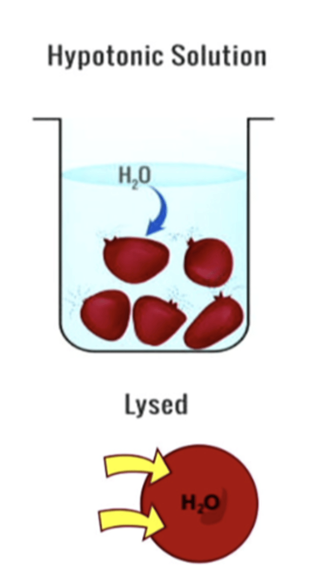 <p>a solution that causes a cell to swell because fluid will move into the cell</p>
