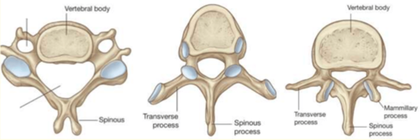 <p>Cervical (left)</p><p>Thoracic (middle)</p><p>Lumbar (right)</p>