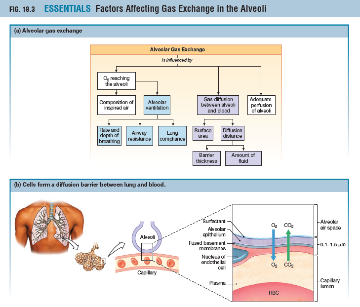 Emphysema - destroyed alveoli means less surface area for gas exchange
Fibrotic Lung Disease - thick alveolar membrane slows gas exchange
Pulmonary Edema - Fluid in interstitial space increases diffusion distance
Asthma - Increased airway resistance decreases alveolar ventilation

Physical Factors:
- pH
- Temperature
- P(CO2)
- 2,3-BPG

Lung Compliance (lung expandability)
Lung airway resistance
Rate/Depth of breathing
Surface Area (surfactant effect)
Diffusion distance (affected by barrier thickness/fluid amount)