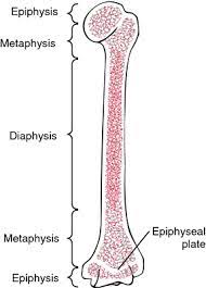 network of struts and plate, resists forces from various directions; directs body weight to diaphysis, joints, outer covering is of compact bone;strong organized bone
