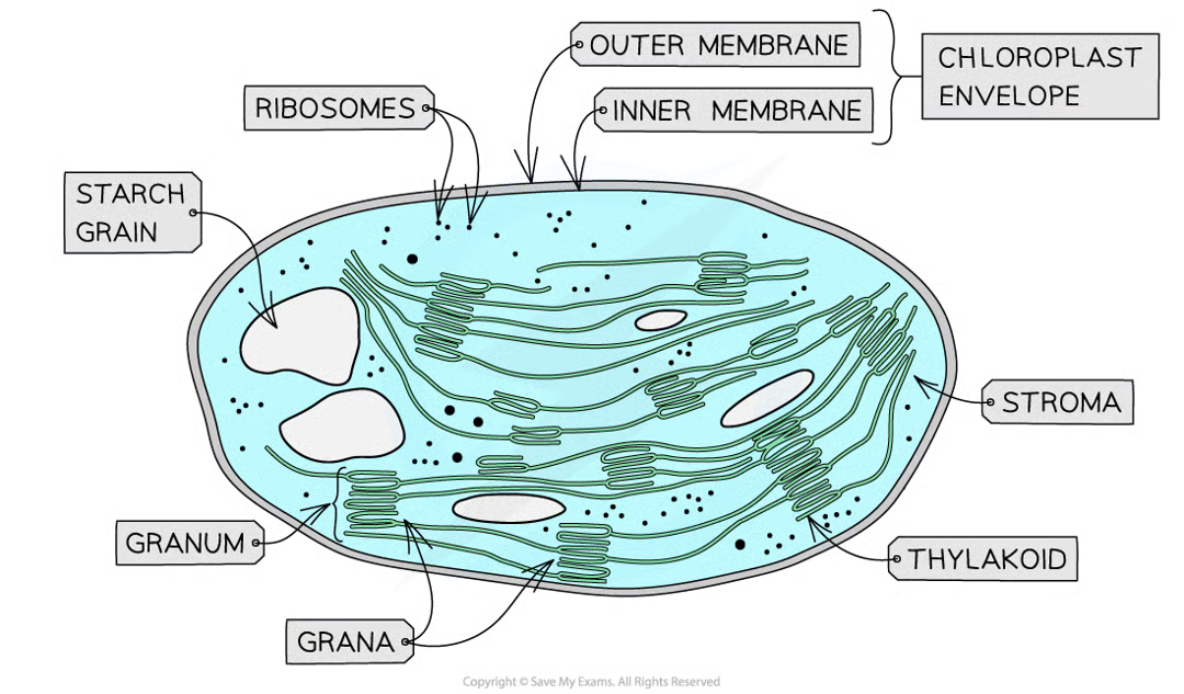 <ul><li><p>ribosomes</p></li><li><p>chloroplast envelope - outer memb, inner memb</p></li><li><p>starch grain</p></li><li><p>stroma</p></li><li><p>thylakoid</p></li><li><p>granum</p></li><li><p>grana</p></li></ul><p></p>