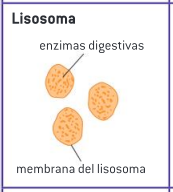 <p><span style="background-color: transparent;">Tienen altas concentraciones de proteínas, lo que hace que aparezcan densamente teñidos en micrografías electrónicas. Contienen enzimas digestivas que pueden utilizarse para descomponer los alimentos ingeridos en las vesículas.</span></p>
