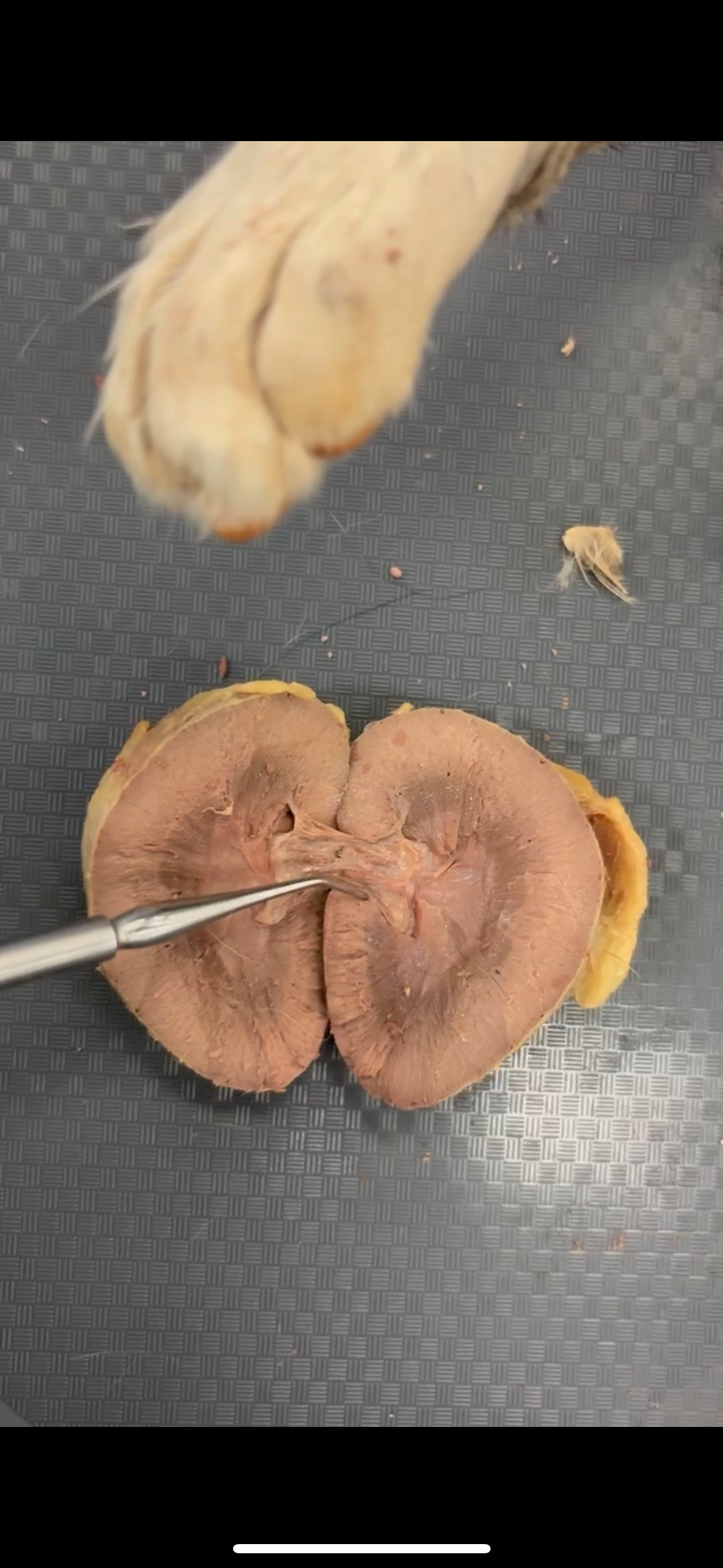 <p>Curved bottom </p>