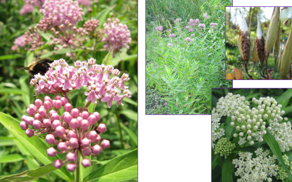 -interesting seed pods
-slender leaves
-some cultivar with white flowers