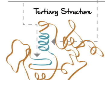 <p>further folding stabilized by R group interactions</p><ul><li><p>+ r groups interact with -r groups, polar interactions</p></li><li><p>hydrophbic oriented towards the center</p></li><li><p>disulphide bridge: cysteine r-groups</p></li></ul><p></p>