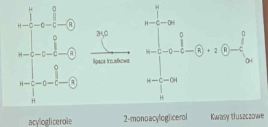<p>Enzymy trzustkowe:</p><p> </p><p>Lipaza trzustkowa - rozkłada trójglicerydy do monoglicerydów i wolnych kwasów tłuszczowych</p><p>Fosfolipaza A2 - rozkłada fosfolipidy</p><p>Cholesterolaza - hydrolizuje estry cholesterolu do wolnego cholesterolu i kwasów tłuszczowych.</p>