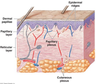 <ul><li><p>layer of skin between epidermis and hypodermis, composed mainly of connective tissue and containing blood vessels, hair follicles, sweat glands, and other structures</p></li><li><p>supports the epidermis</p></li></ul><p></p>