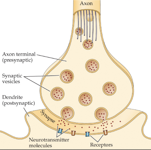 <p>junction between neurons that permits information transfer</p><ul><li><p>occurs between axon terminal and dendrites of post-synaptic neuron</p></li></ul><p></p>