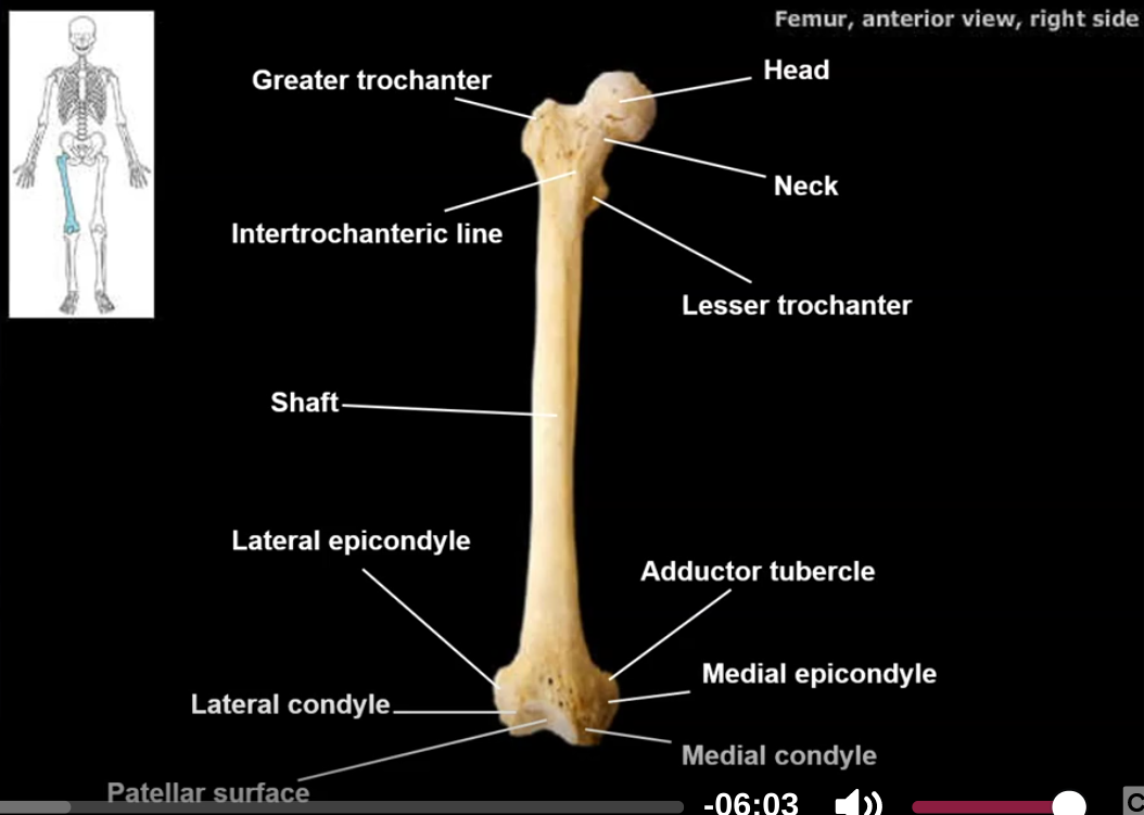 <p>10</p><p>head of the femur</p><p>neck of the femur</p><p>greater trochanter</p><p>lesser trochanter</p><p>medial condyle</p><p>lateral condyle</p><p>medal epicondyle</p><p>lateral epicondyle</p><p>intercondylar fossa</p><p>patellar groove/surface</p>