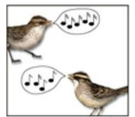 <p>-different species use <u>different courtship</u> and <u>mating clues</u></p>