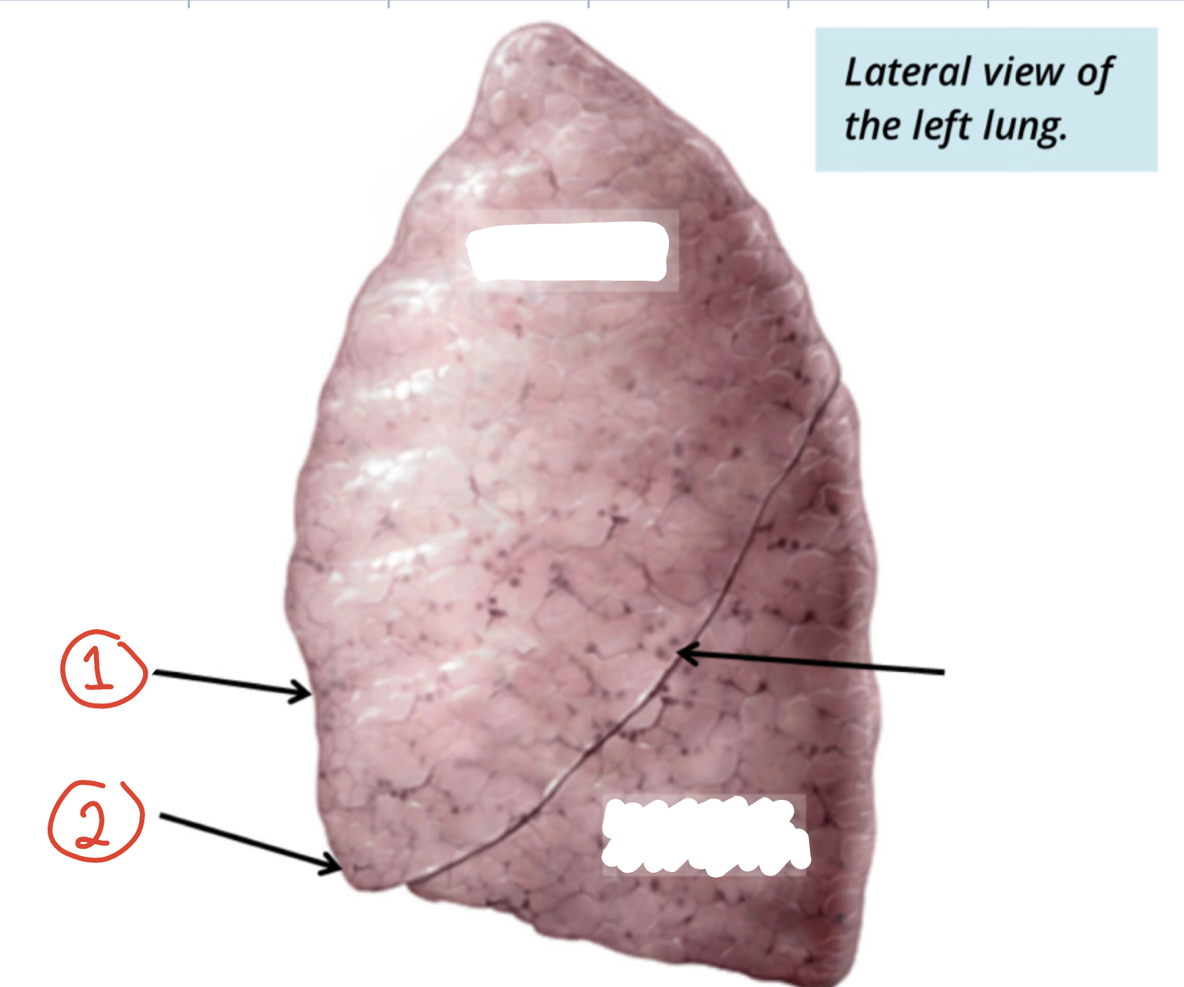 features of left lung 