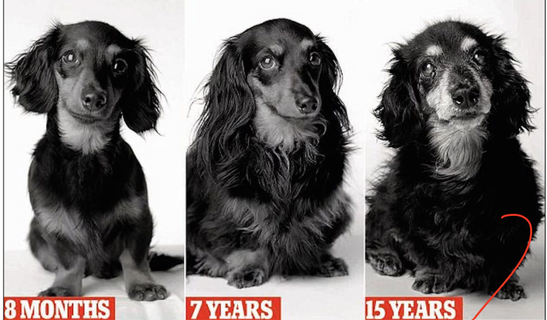 <p><strong>Young animals require more ____ because they are still growing </strong></p>