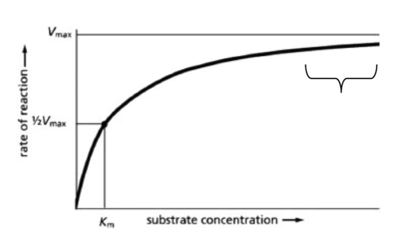 <p>Which part of the Michaelis-Menton curve is represented by the portion marked with a bracket?</p><p>A)&nbsp;<span><span>the lowest level of products produced, because the reaction is unfavorable</span></span></p><p><span><span>B)&nbsp;the substrate concentration at which the enzyme has the highest affinity for the substrate</span></span></p><p><span><span>C)&nbsp;nearly the maximal rate of enzyme activity at high substrate concentrations</span></span></p><p><span><span>D) the lowest rate of enzyme activity</span></span></p>