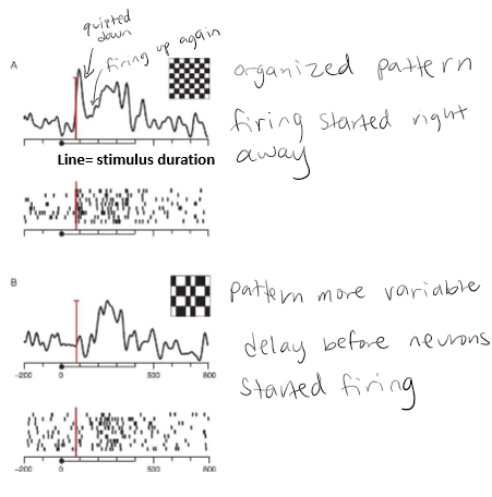 <p>Uses the timing of neural activity to encode information about a stimulus. Example in temporal cortex of primates - checkerboard like stimuli. (A) the cell fired an initial transient burst, was quieter for ~100 ms then fired again. (B) same cell, different pattern. For pattern B the cell did not produce the initial transient burst but instead fired only during the second interval after a delay of ~100 ms relative to pattern A. </p>