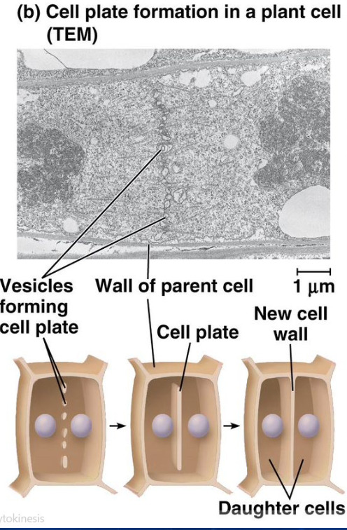 <p>cell plate</p>