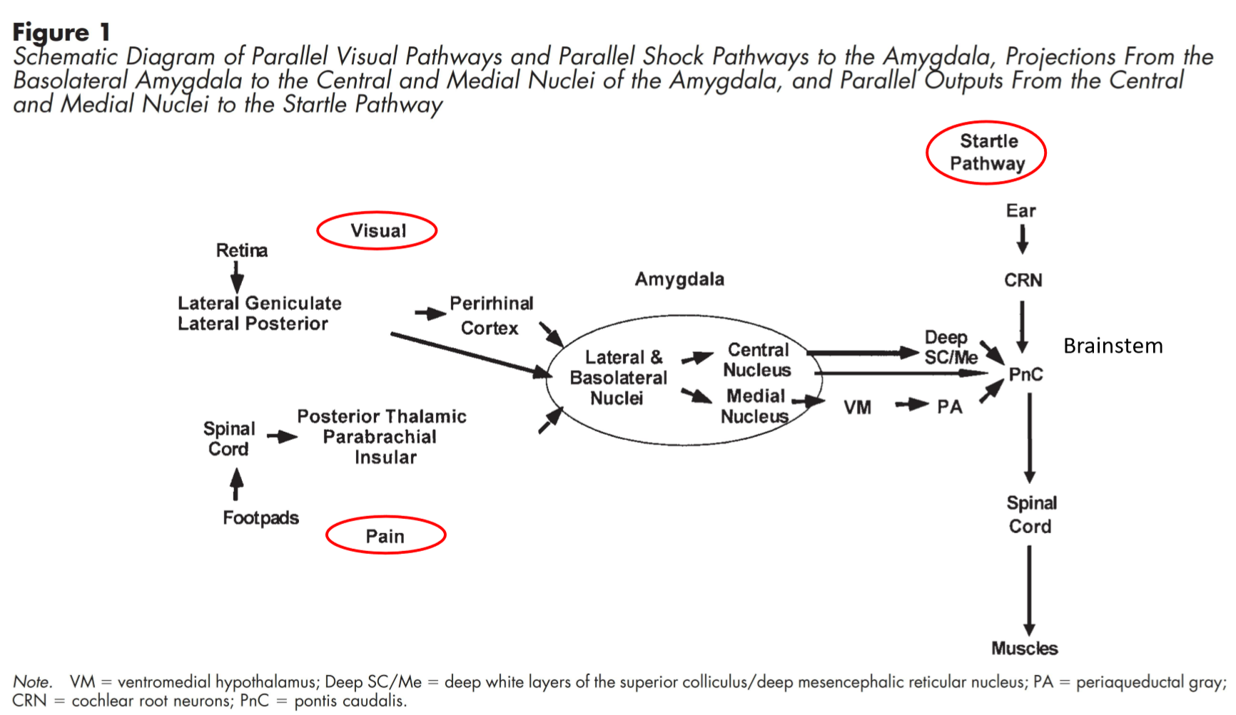 <ol><li><p><strong>Auditory signal → Thalamus → Lateral Nucleus (LN) of Amygdala</strong></p><ul><li><p>LN acts as the <strong>sensory interface</strong>.</p></li></ul></li><li><p>Signal → <strong>Basolateral nucleus → Central nucleus</strong> of amygdala.</p></li><li><p>This produces <strong>Long-Term Potentiation (LTP)</strong> — strengthening of neural connections.</p></li></ol><p><strong>Contextual information</strong> (from hippocampus) also feeds into the <strong>lateral nucleus</strong>.</p><p></p><p></p><ul><li><p>visual and aversive stim have projections/pathways to amygdala that can potentiate startle response</p></li><li><p>long term potentiation (LTP) - neuronal connection between thalamus and amygdala - direct pathway</p></li><li><p>thalamus, to cortex → has LTP response in coret → can go to hippocampus + amygdala - indirect pathway</p></li><li><p>neuron firing: <strong>release glutamate (Excitatory nuron) itno synapse → goes to post synaptic neuron ——--</strong></p><ul><li><p><strong>Long-term potentiation (LTP) = Makes post-synaptic neuron fire more easily (depolarize)</strong></p></li></ul></li></ul><p></p>