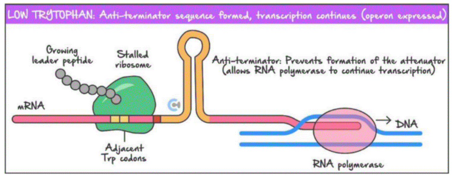 <p>When tryptophan is low in both tRNA molecules and the cytosol the ribosome will be stalled at the two trp codons on the leader sequence of the mRNA.</p><p>This will result in the formation of the anti-terminator loop allow the trp structural genes to be transcribed by RNA polymerase and translated by a ribosome</p><p>Thus increasing tryptophan levels</p>