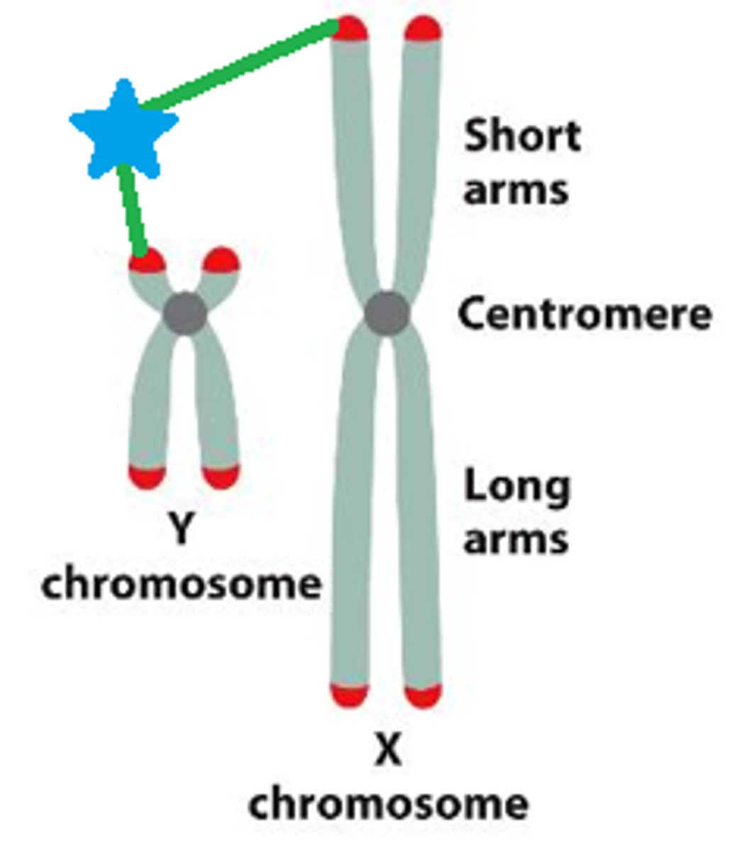 <p>regions of homology betwen X and Y can allow for some crosisng over</p>