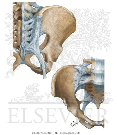 <p>What are the different major joints in the pelvis: what are the different sacroiliac joints. What are the other joints Hint there are 4 - 6</p><p></p>