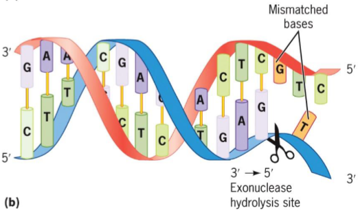 <ul><li><p>removes mispaired nucleotides from 3′ end of growing DNA strand</p></li><li><p>DNA repair</p></li></ul><p></p>