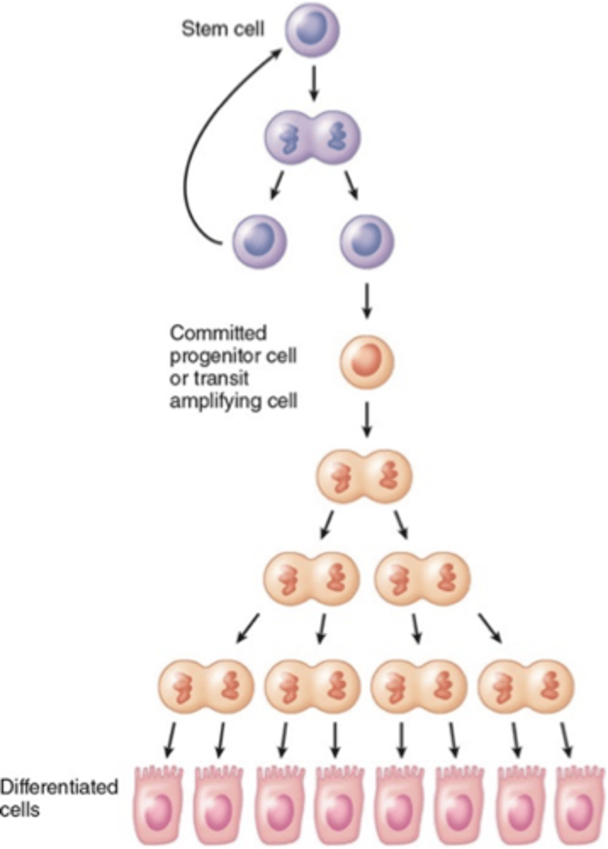 <p>Also known as transit amplifying cells;</p><p>Frequent mitosis to increase the number of new cells</p>