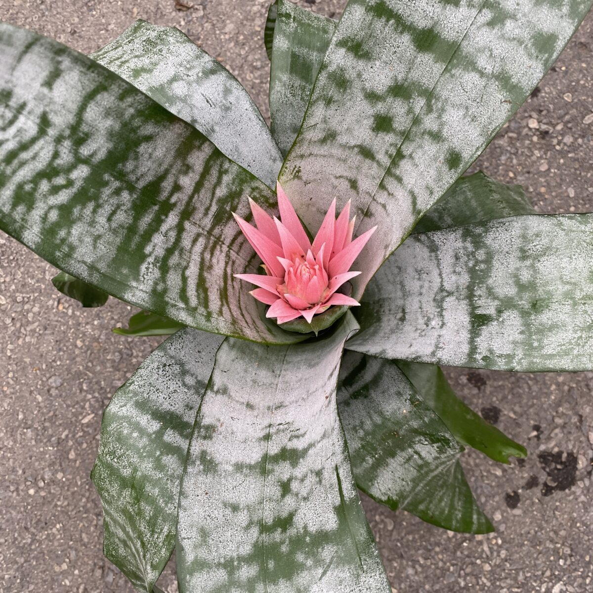 <p>Stemless plant</p><p>Stiff, arching, broad, strap-shaped, silvery-green leaves</p><p>Plant 1-2' tall</p><p>Leaf margins have black spines</p><p>White scales on leaves can be rubbed off</p>