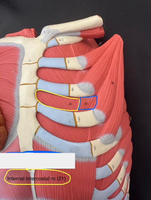 <p>Internal intercostals muscle. This muscle pulls the ribs together and depresses the rib cage.</p>