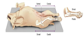 <p>What directional term is towards the belly?</p>