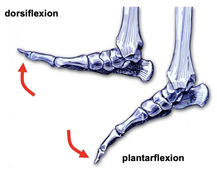 <p>A synovial hinge joint allowing dorsiflexion and plantarflexion.</p>