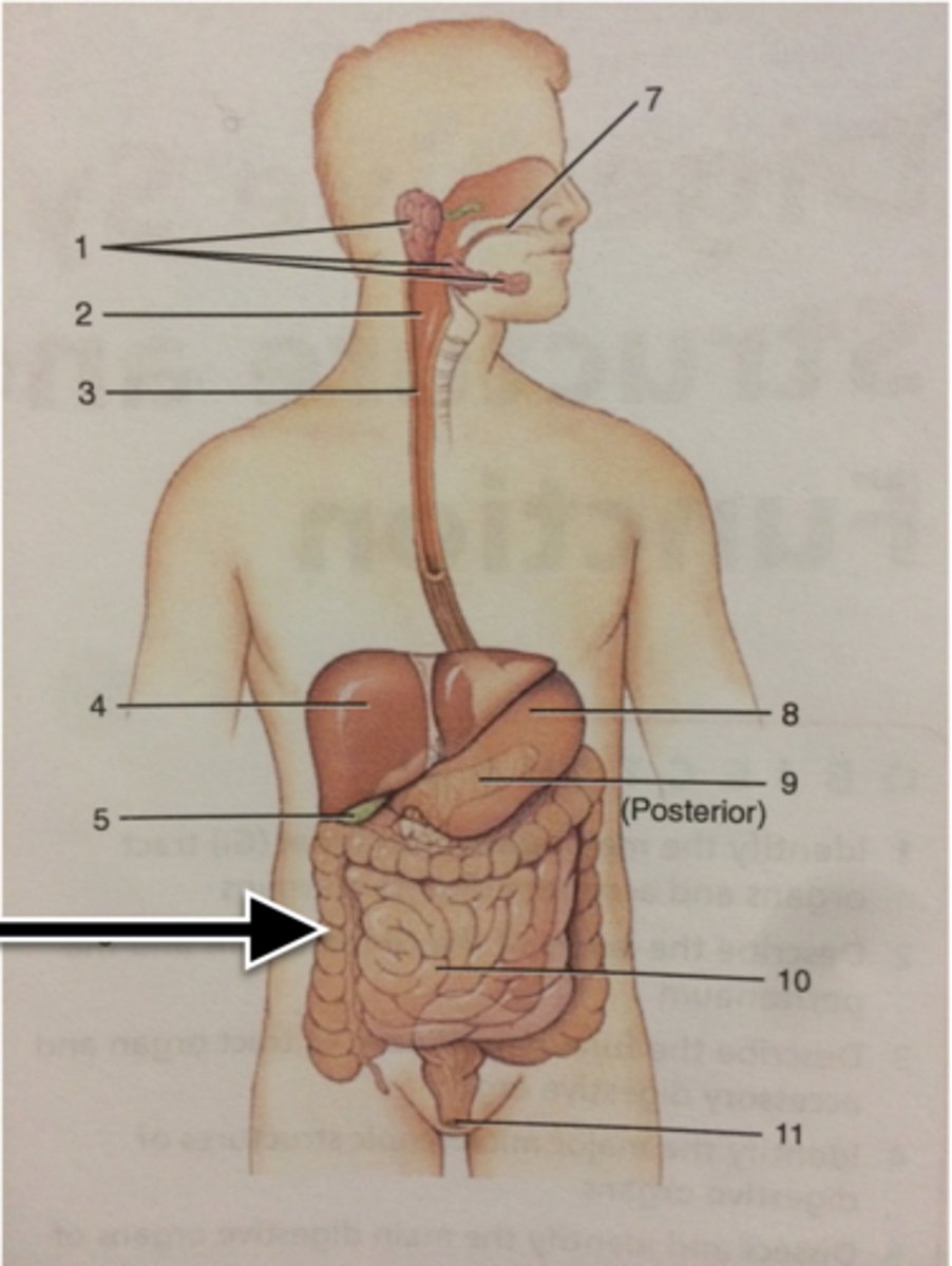 knowt flashcard image