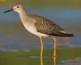 <p><span><span>Tringa flavipes </span></span></p>