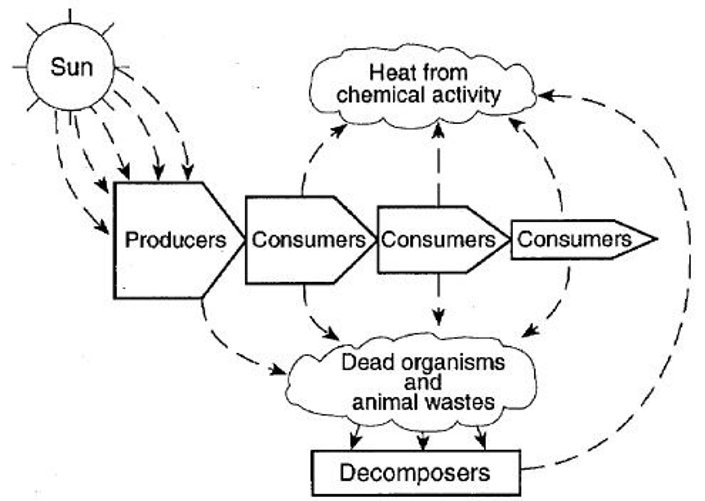 <p>arrows point to the eaters in a food web/chain, from the thing being eaten. energy flows from the bottom of an energy pyramid to the top.</p>