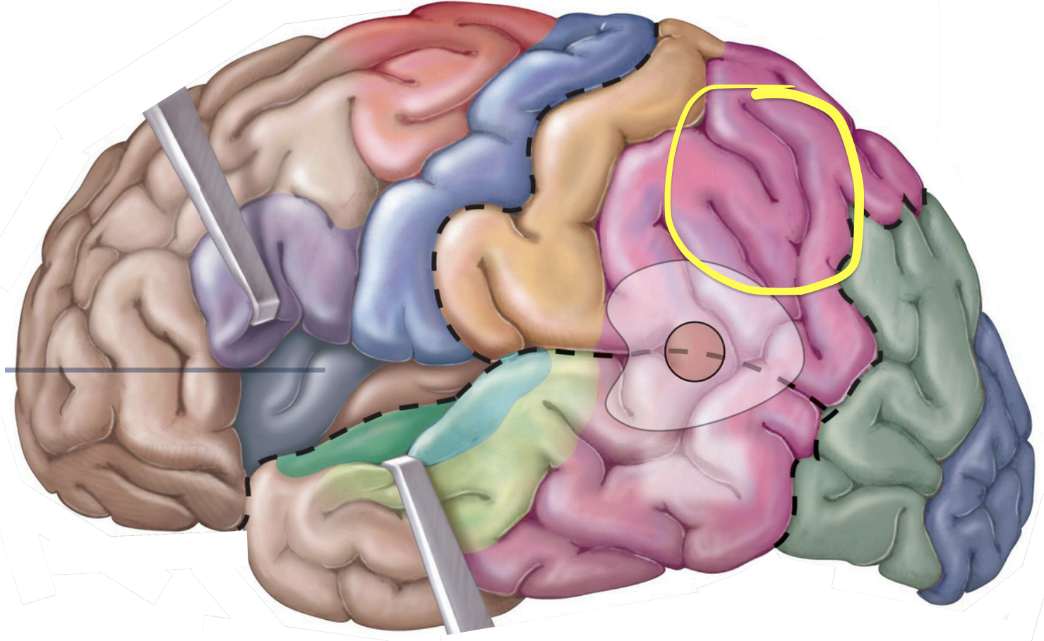 <p>Association areas - <strong>Somatosensory association area</strong></p>