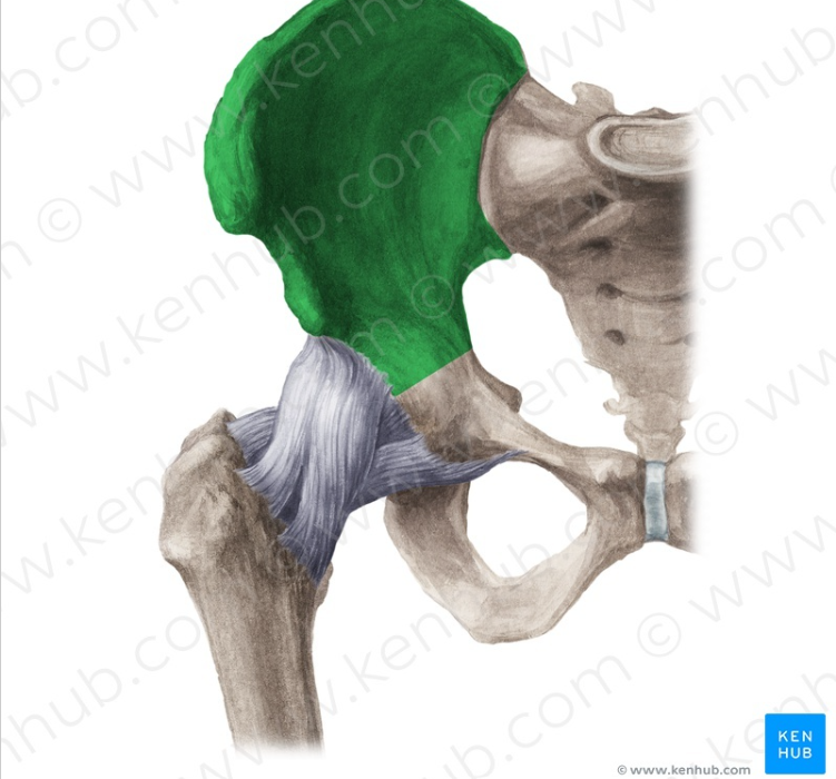 <p>what is this pelvic bone </p>